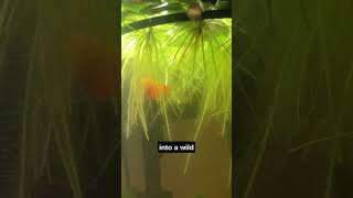 My Experiences With Some Of The Best Floating Plants For Aquariums aquarium fishtank [upl. by Titus962]