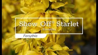 30 Seconds with Show Off® Starlet Forsythia [upl. by Quartus]