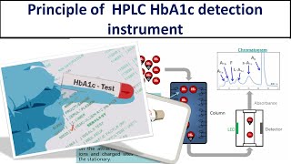 Detection principle of HPLC HbA1c analyzer Important of HbA1c testsFormation of HbA1c HPLC [upl. by Phippen633]