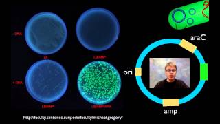 AP Biology Lab 6 Molecular Biology [upl. by Krysta]