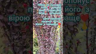 Barberry Red Rocket shortsvideo криничанськасадиба beautifulgarden motivation nature [upl. by Jr252]