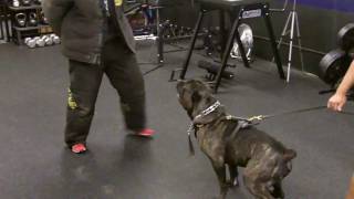 American Bandog Mastiff [upl. by Onairam]