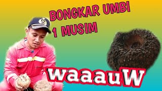 BONGKAR UMBI 1 MUSIM DARI BIBIT KATAK KECIL [upl. by Elder]