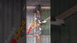 shotrs trending viralvideo racingpipigeons pigeon racingpiegon [upl. by Pega]