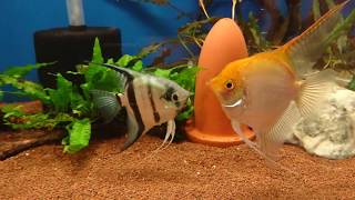 Angelfish Mating  Behaviour before spawn [upl. by Bolme]