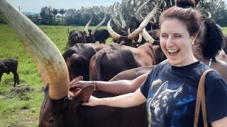 Ankole pride with their long horned cattle [upl. by Netsoj660]