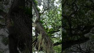 Beautiful acacia trees shortvideo trending nature amazing [upl. by Lenod924]