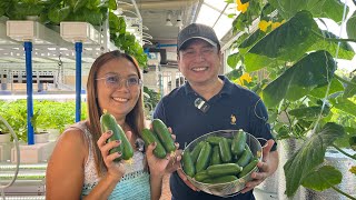 How to Grow Cucumber in Plastic Bottles using Kratky Method  Aeration  Nars Adriano [upl. by Chucho166]