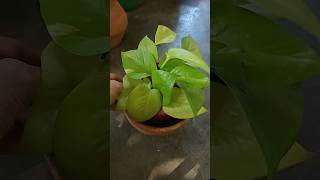 How to Propagate Beautiful Neon Pothos from cutting 💚✨shorts garden plants [upl. by Nilyram]