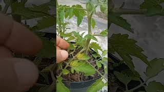 COMO FAZER SEU PÉ DE TOMATE CRESCER E DAR MAIS FRUTOS shorts tomates hortaorgânica hortaemvaso [upl. by Galven]