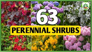 63 Perennial Shrubs for Garden  Best Perennial Shrubs to grow  Plant and Planting [upl. by Brathwaite]