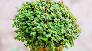 Dinheiro em penca Saiba como cuidar e cultivar Pilea nummulariifolia [upl. by Frager199]