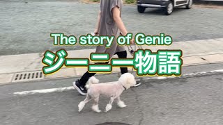 ジーニーにいちゃんの物語です🐩 [upl. by Eema83]