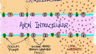 axon block anim post 1 [upl. by Lewert]