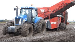 Aardappels rooien met DeWulf 2060 amp New Holland T8050 op Texel [upl. by Ab717]