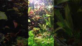 Last video of my Axelrodi tank before I remove the reineckii mini 🍂🐟 nanotank nanofish shorts [upl. by Leona]