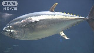 スマすぐ死んだ クロマグロ大量死の葛西臨海水族園150528 [upl. by Drehcir]