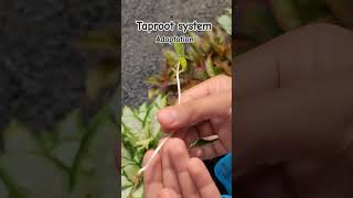 4 class Taproot system adaptation [upl. by Mongeau]