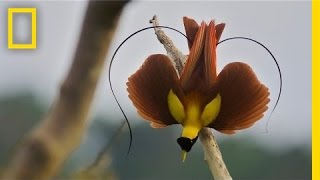 Tim Laman amp Ed Scholes Birds of Paradise  Nat Geo Live [upl. by Camel]