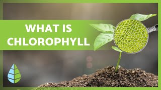 What is CHLOROPHYLL 🌿 Function Types and more 👇 [upl. by Jdavie]