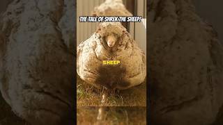 The Tale of Shrek the Sheep [upl. by Anirehs]