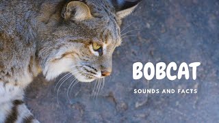 Bobcat sounds like a banshee 10 facts about bobcat [upl. by Enamrahc832]