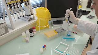 IDvet tutorial How to perform an ELISA test protocol for poultry testing [upl. by Kathlene]