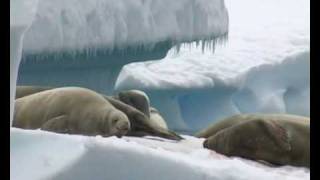 A day in Antarctica on board bark EUROPA [upl. by Ygiaf]