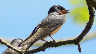 Barn swallow bird call  song  sound [upl. by Illah]