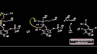 Biochemistry  Transaminase Mechanism Pyruvate Conversion to LAlanine [upl. by Siramed]