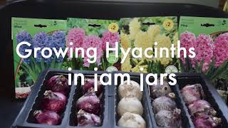 94  Growing Hyacinths in Water [upl. by Mccormac]