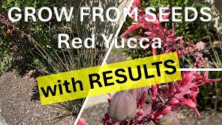 How to Grow Red Yucca from Seeds with RESULTS Hesperaloe parviflora Hummingbird Yucca [upl. by Friedberg565]