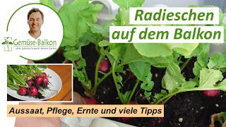 Radieschen 🌱 anbauen vom Samen bis zur Ernte Aussaat Vereinzeln und Pflege ❤️ im Blumenkasten [upl. by Laurance894]