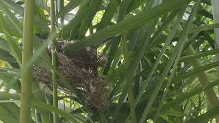 Sparrow build nest in our garden 🏡🏡😍😍😍 [upl. by Aisyat]