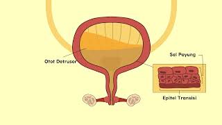 Mengenal Inkontinensia Urine Saat Kandung Kemih Tak Bisa Dikendalikan [upl. by Yrrej]