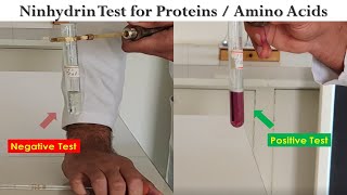 Ninhydrin Test [upl. by Festatus]