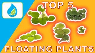 TOP 5 FLOATING AQUARIUM PLANTS [upl. by Nylarat217]