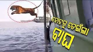 Tiger Jumps Into Water During Rescue Mission In Sundarbans [upl. by Bernita764]