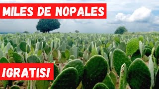 🌵COMO REPRODUCIR NOPAL O CHUMBERA CON un SOLO ESQUEJE Tendras CIENTOS de NOPALES [upl. by Ardnasal]