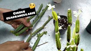 I explained all the information about Cissus quadrangularis in 2 minutes [upl. by Thomas]