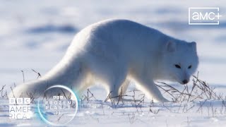 Arctic Fox Dives Headfirst Into Snow 🦊 Frozen Planet II  BBC America [upl. by Assirahc]