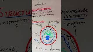 structure cytoskeleton cellbiology scienceeducation bioscience [upl. by Sacram]