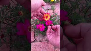 Trying to pollination portulaca flower for take new color flower 💐 horticulture garden shortvideo [upl. by Fowle]