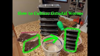 How to Culture Grindal Worms easy live food forever [upl. by Drona]