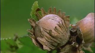 Catkins and flowers Flowering The Private Life of Plants BBC Two [upl. by Morel801]