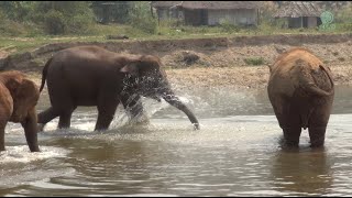 Elephants React To The Trumpet Sound And Rush To Join Each Other  ElephantNews [upl. by Yelyk243]