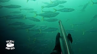 Spearfishing massive school of yellow tail kingfish  Struisbaai  Southern most tip of Africa [upl. by Bartlett]