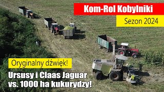 Ursusy i Claas Jaguar vs 1000 ha kukurydzy na kiszonkę KomRol Kobylniki 2024 [upl. by Arykahs]