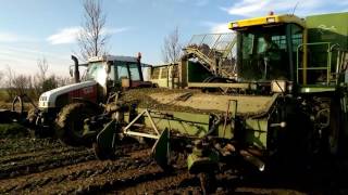 Mts Hoeve de Hond  Knolselderij aan het rooien onder droge omstandigheden [upl. by Eelirem]