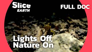 Nature in the Shadows The Lockdowns Impact on Wildlife  SLICE EARTH  FULL DOC [upl. by Ydneh]